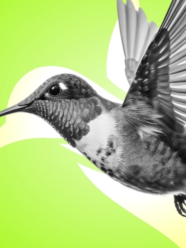 Por que o colibri é o símbolo do corretor de imóveis?