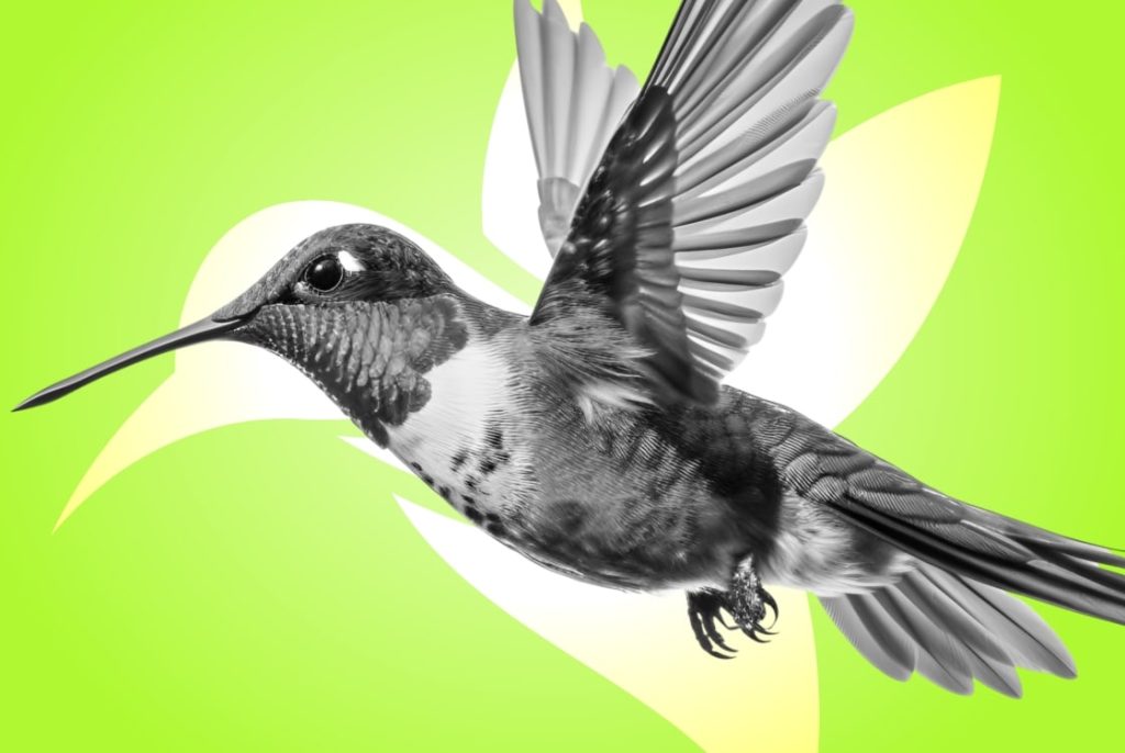 ilustração do pássaro colibri